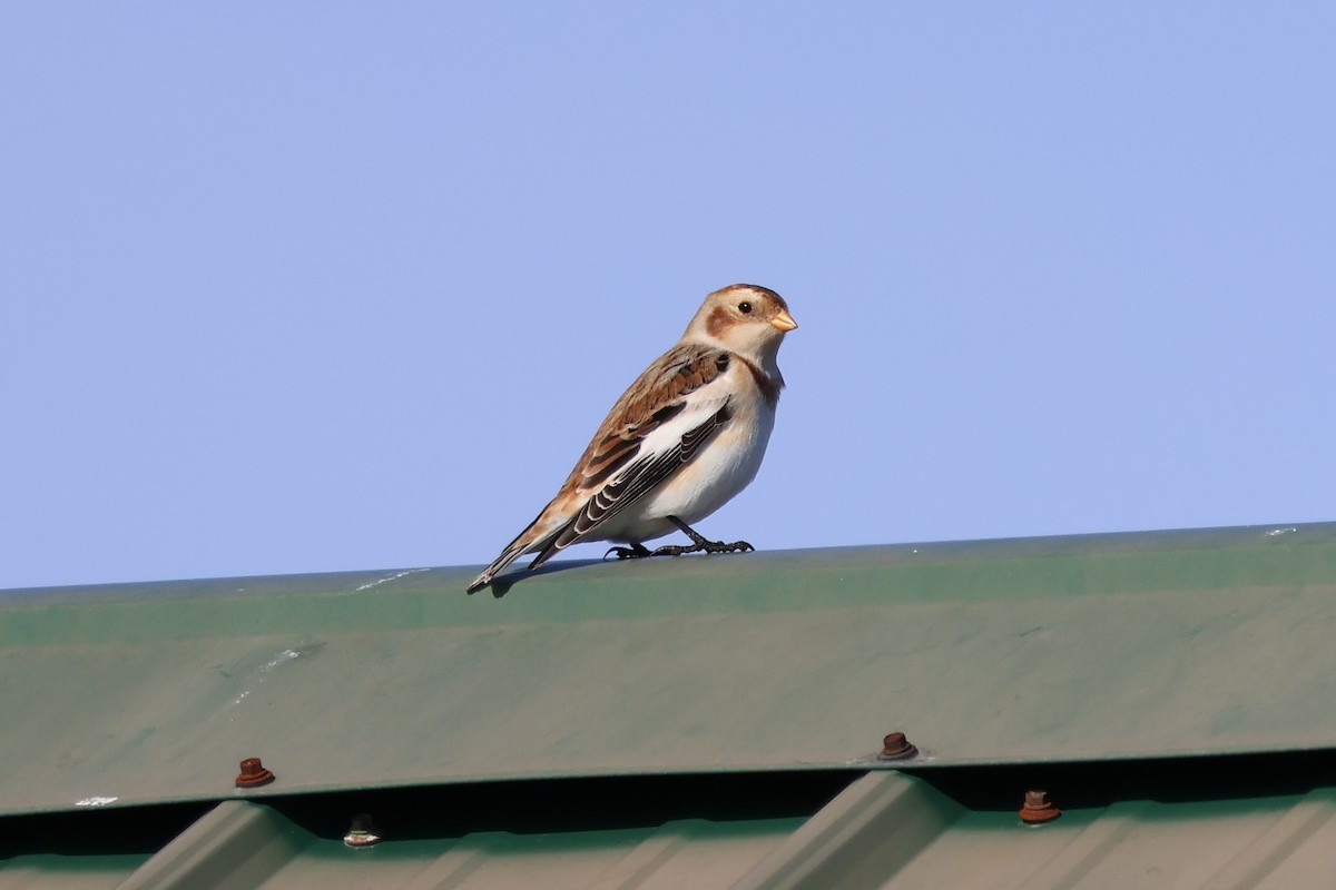 גיבתון שלג - ML646558011