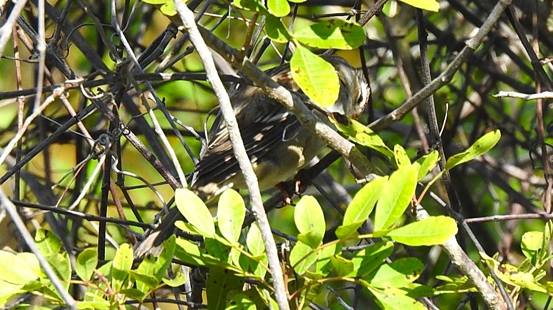 White-crowned Sparrow - ML646558012