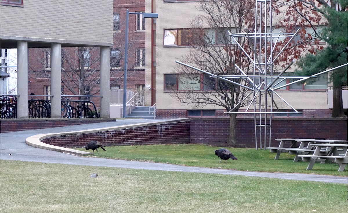 Wild Turkey - ML646558013