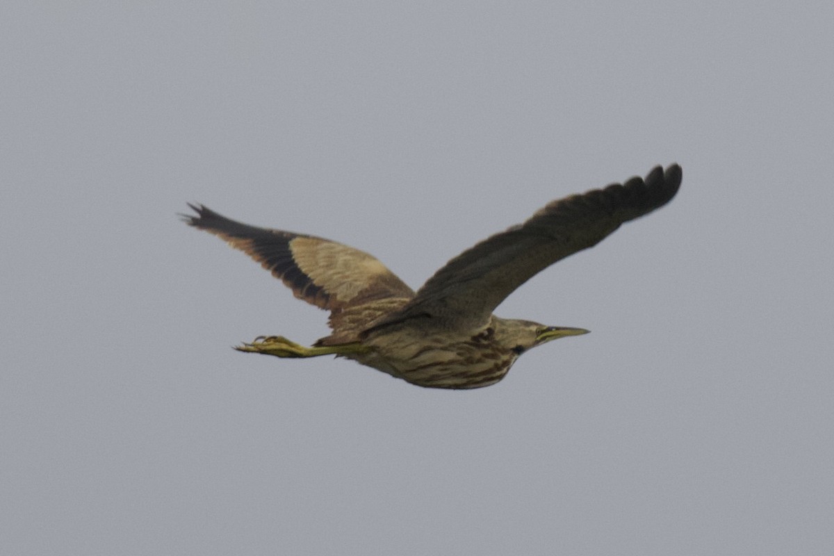 American Bittern - ML646558018