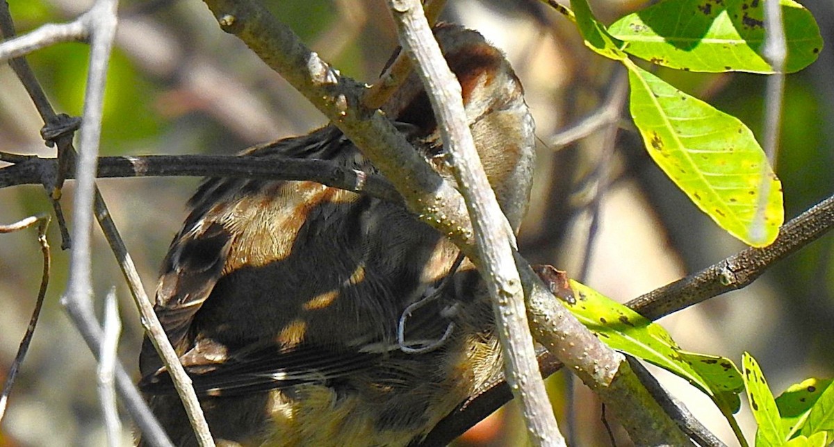 White-crowned Sparrow - ML646558020