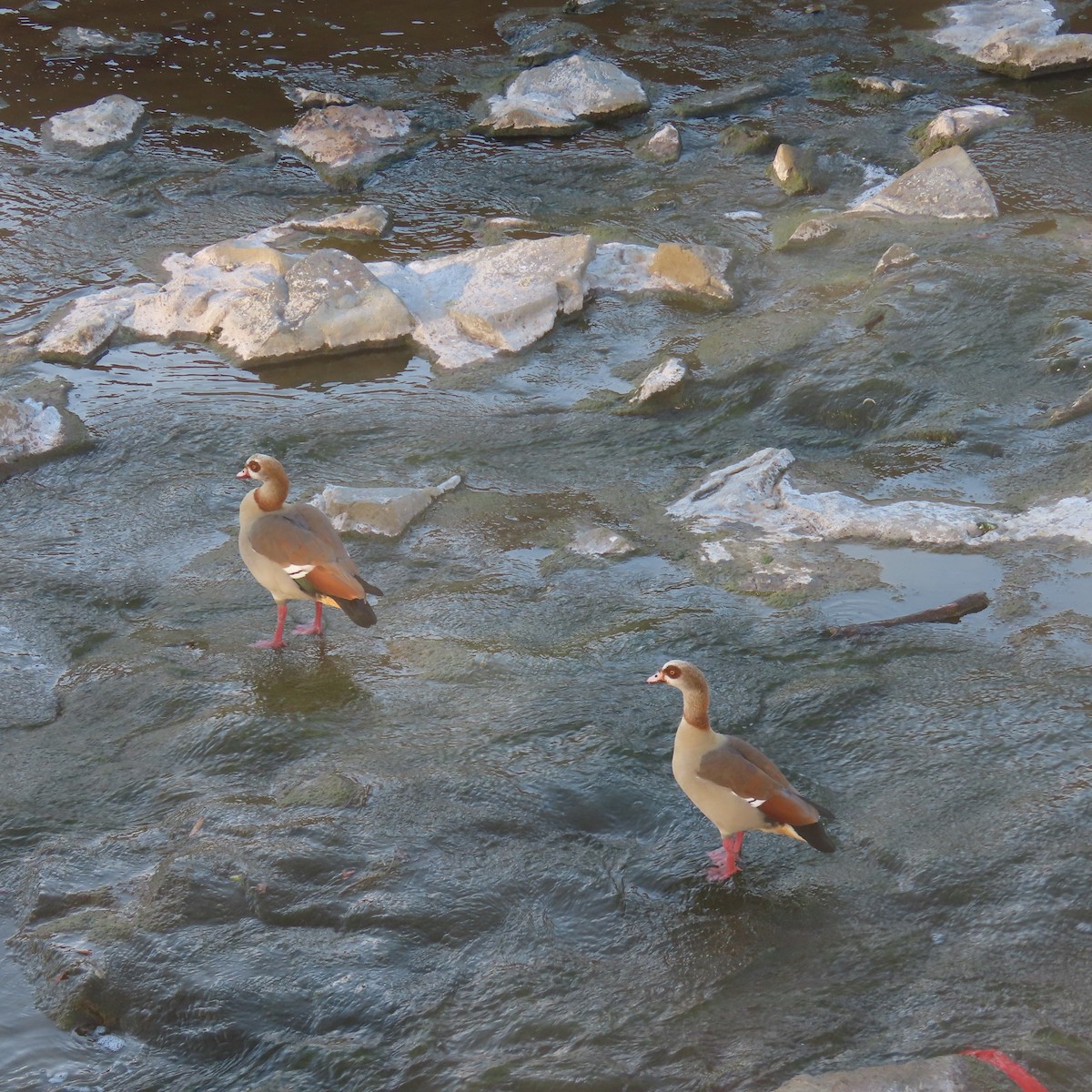 埃及雁 - ML646558028