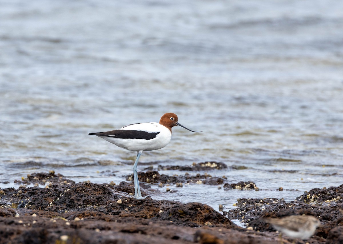 アカガシラソリハシセイタカシギ - ML646558032