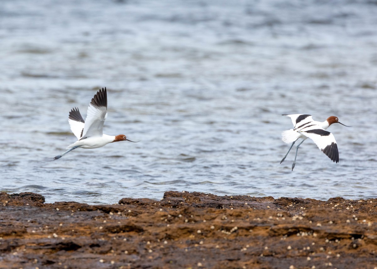 アカガシラソリハシセイタカシギ - ML646558033