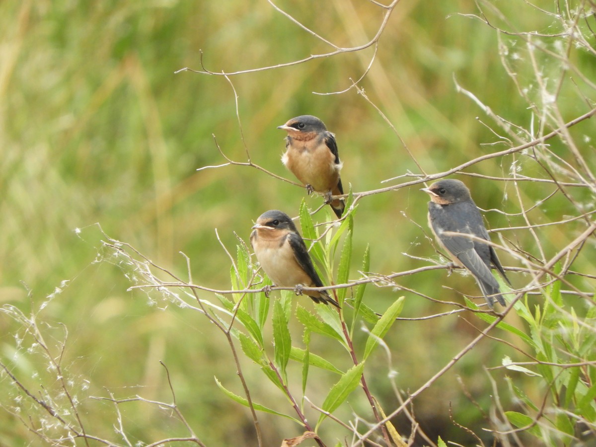 Асрын хараацай - ML646558034