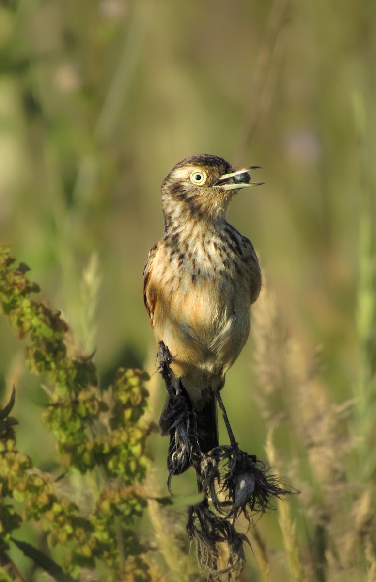 Spectacled Tyrant - ML646558035
