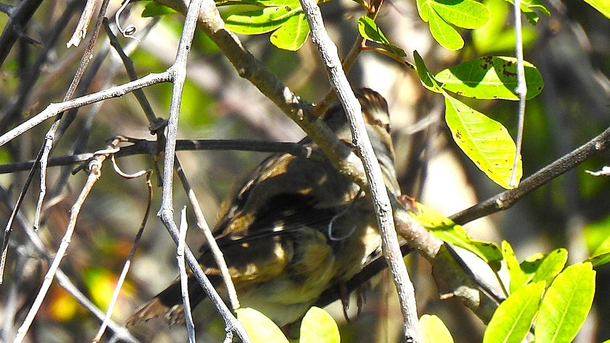 White-crowned Sparrow - ML646558036