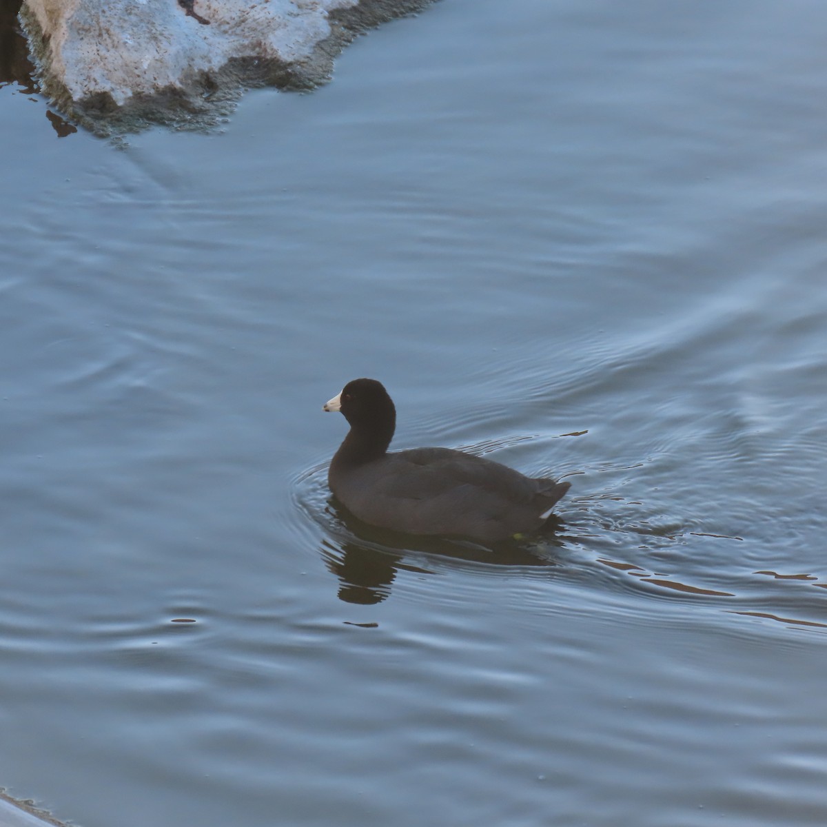 American Coot - ML646558037