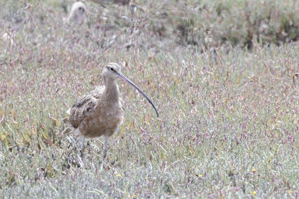 Long-billed Curlew - ML646558038
