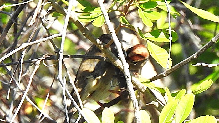 White-crowned Sparrow - ML646558040