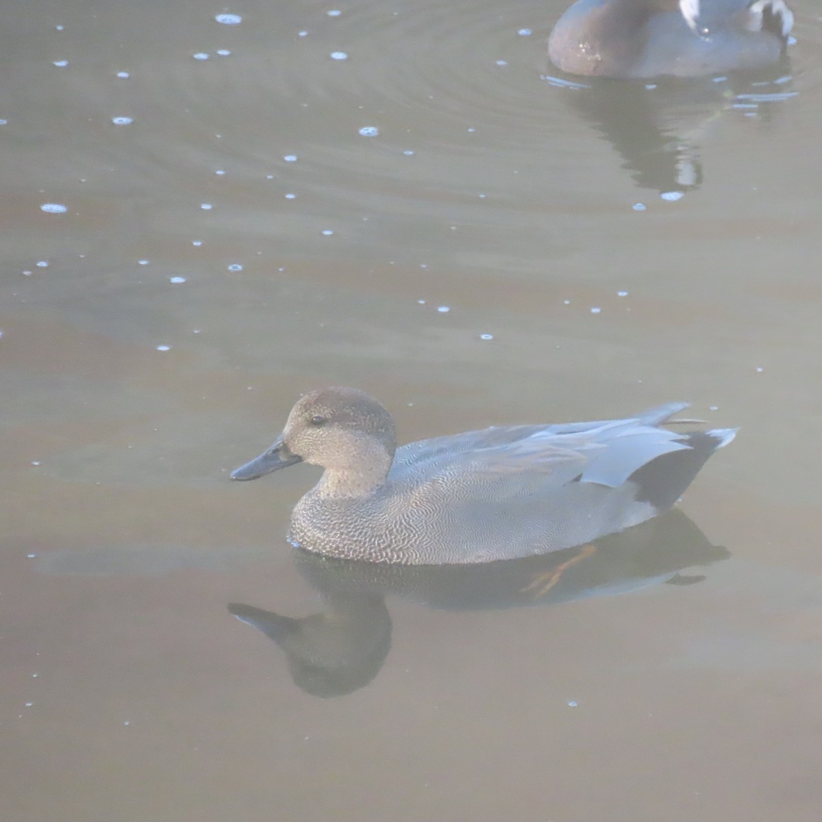 赤膀鴨 - ML646558044