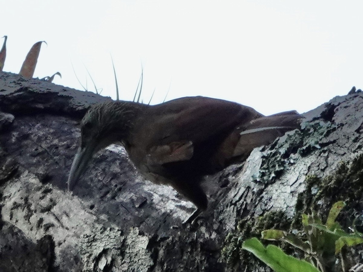Strong-billed Woodcreeper - ML646558045