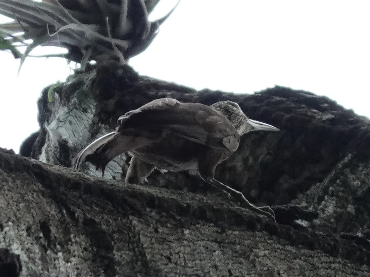Strong-billed Woodcreeper - ML646558046