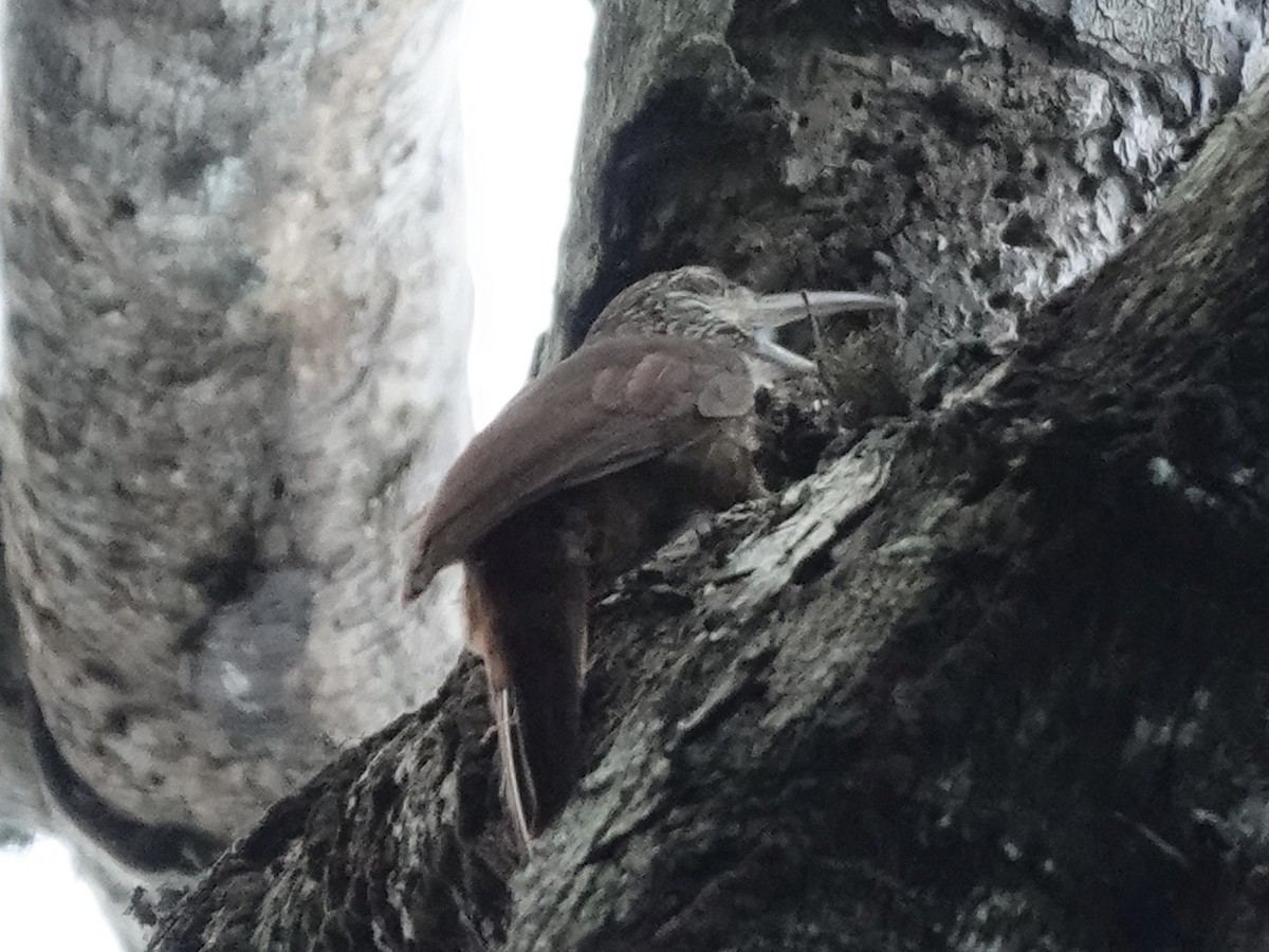 Strong-billed Woodcreeper - ML646558047