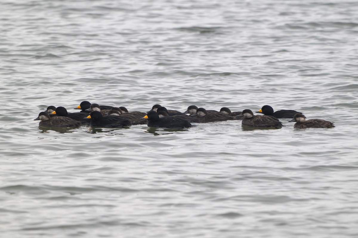 Macreuse à bec jaune - ML646558048