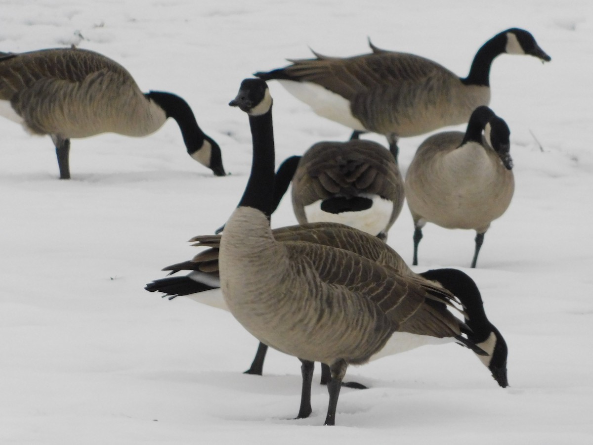 Kanadagans - ML646558049