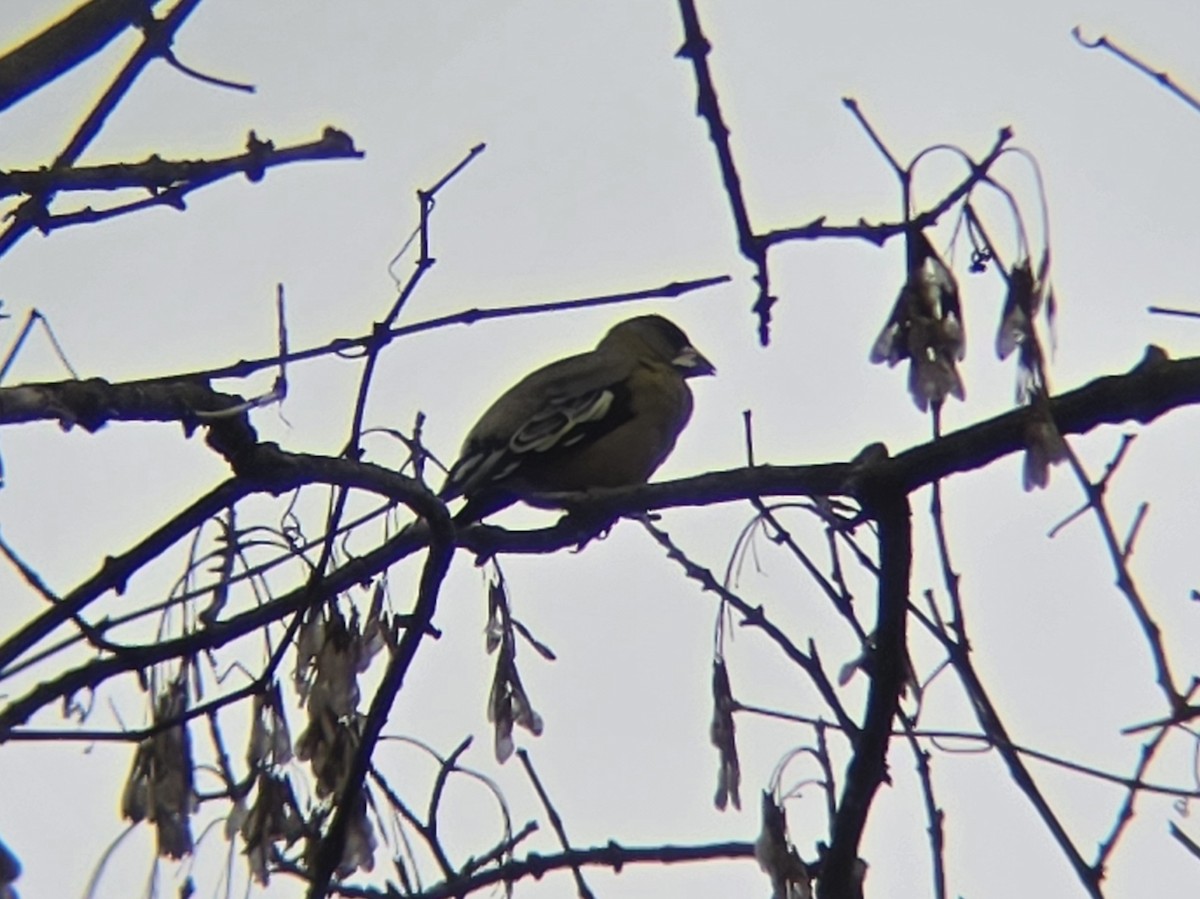 dlask žlutočelý - ML646558050