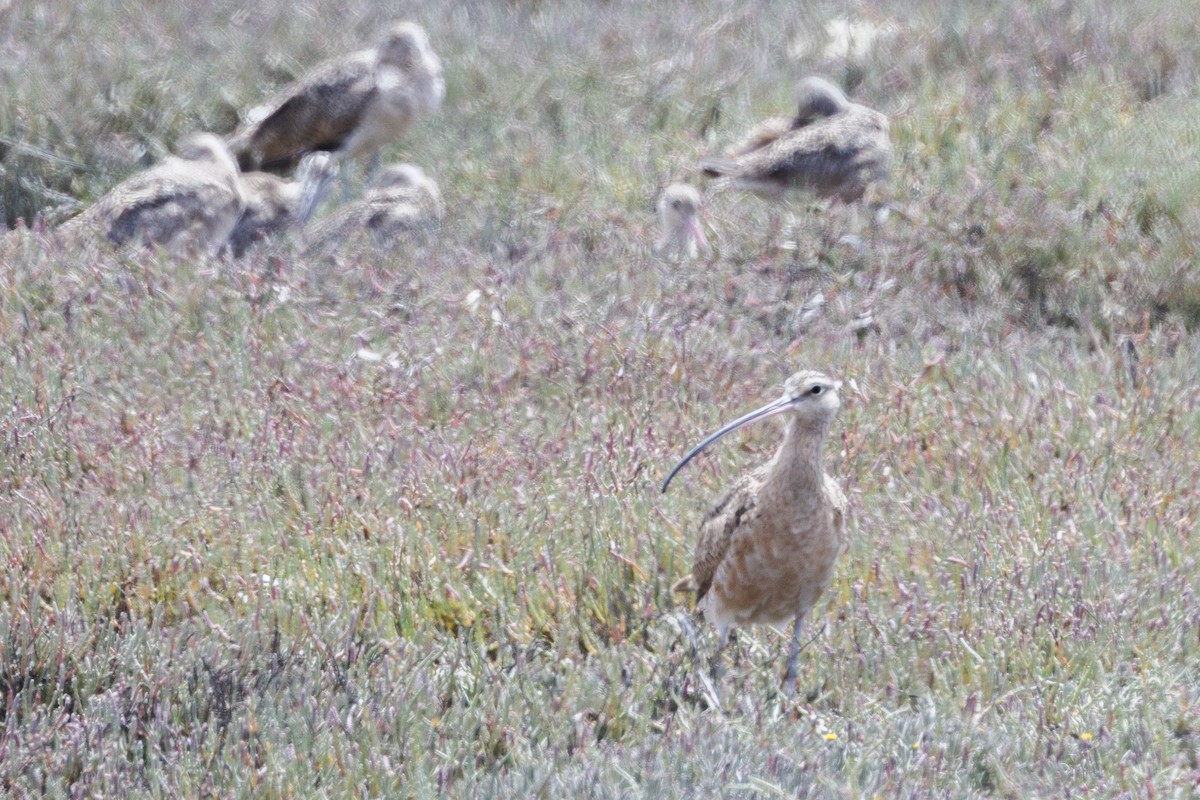 Long-billed Curlew - ML646558051