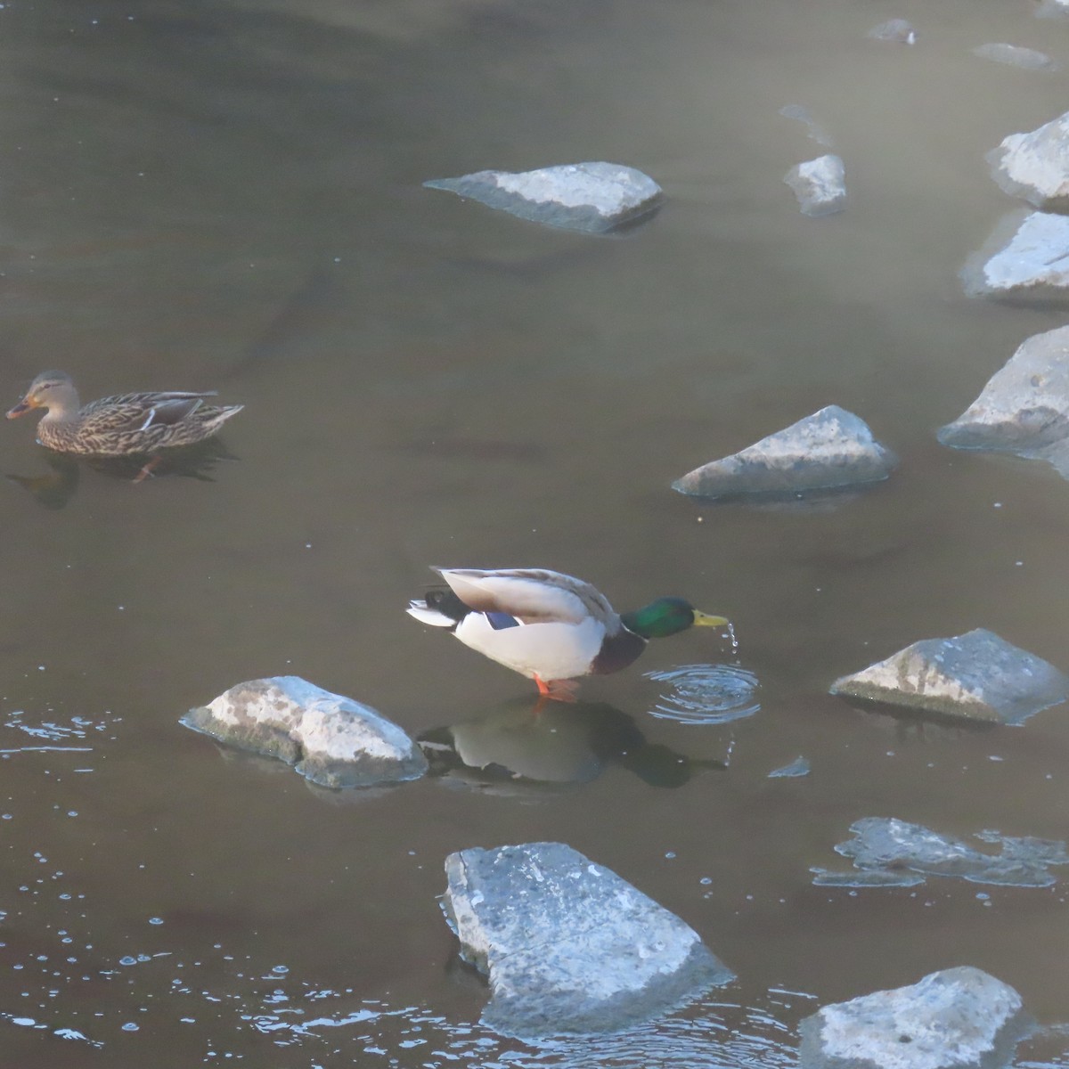 綠頭鴨 - ML646558052