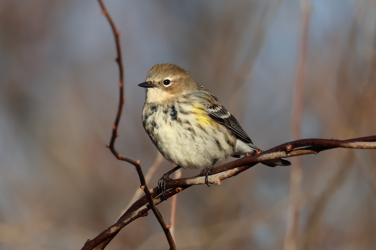 סבכון הכתר - ML646558053