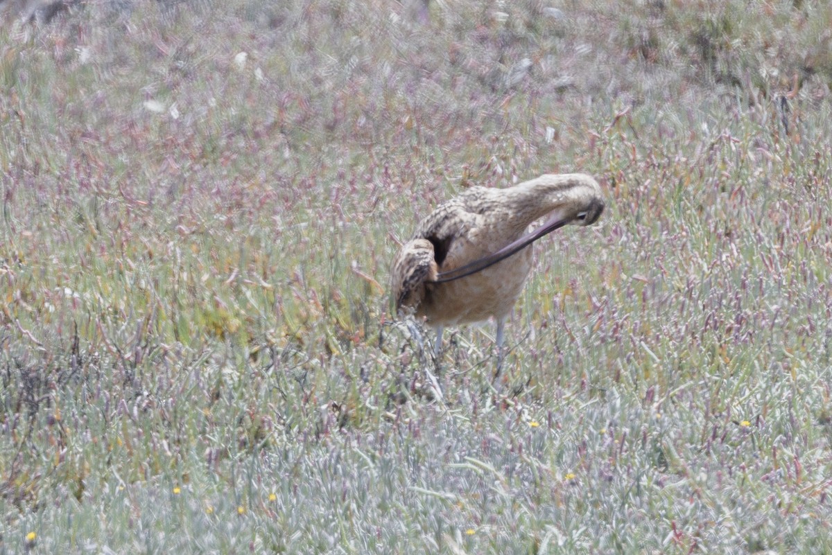 Long-billed Curlew - ML646558054