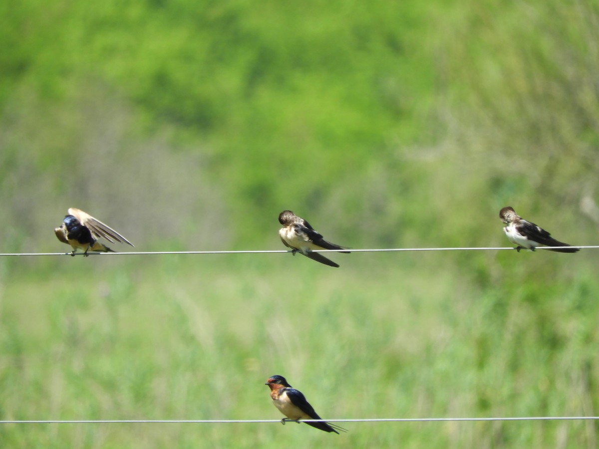 Cliff Swallow - ML646558056