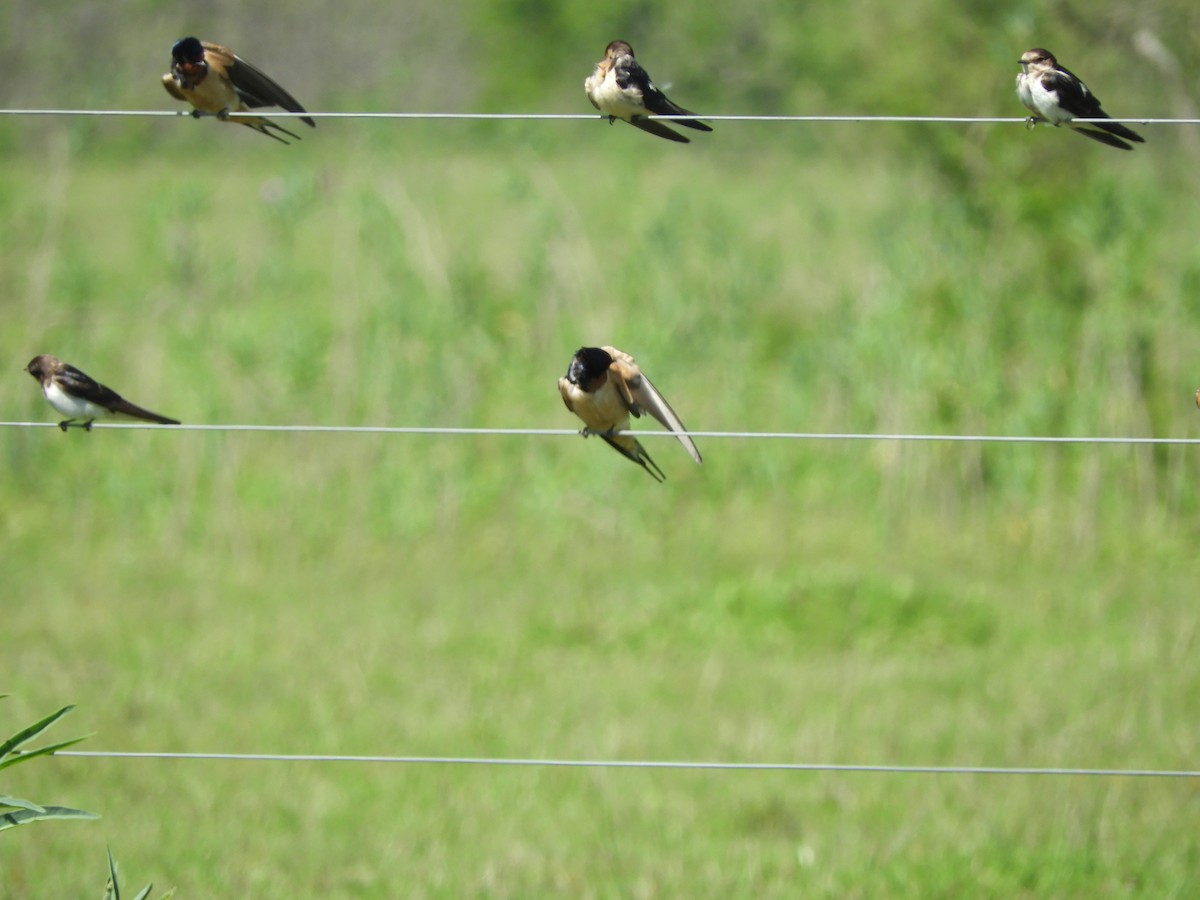 Cliff Swallow - ML646558057