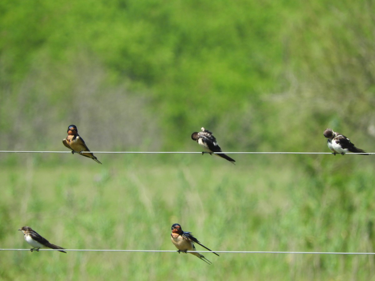Cliff Swallow - ML646558058