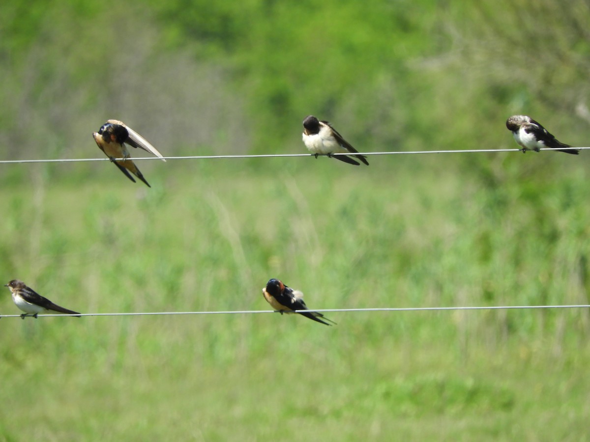Cliff Swallow - ML646558059