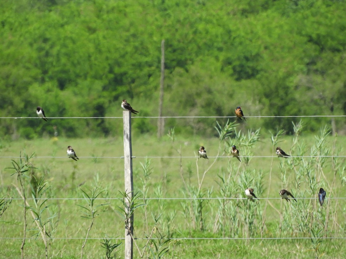 Cliff Swallow - ML646558060
