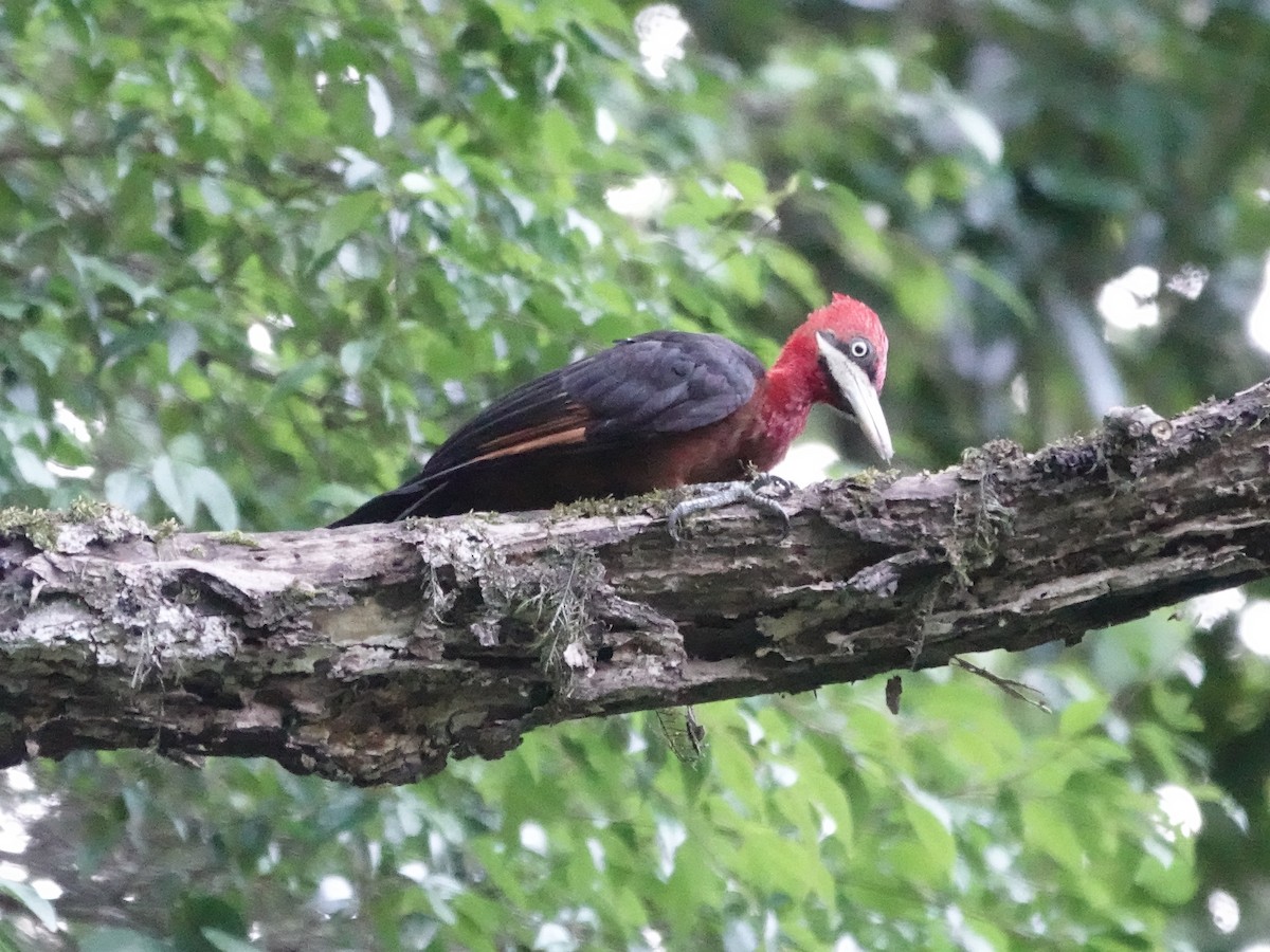 Red-necked Woodpecker - ML646558061