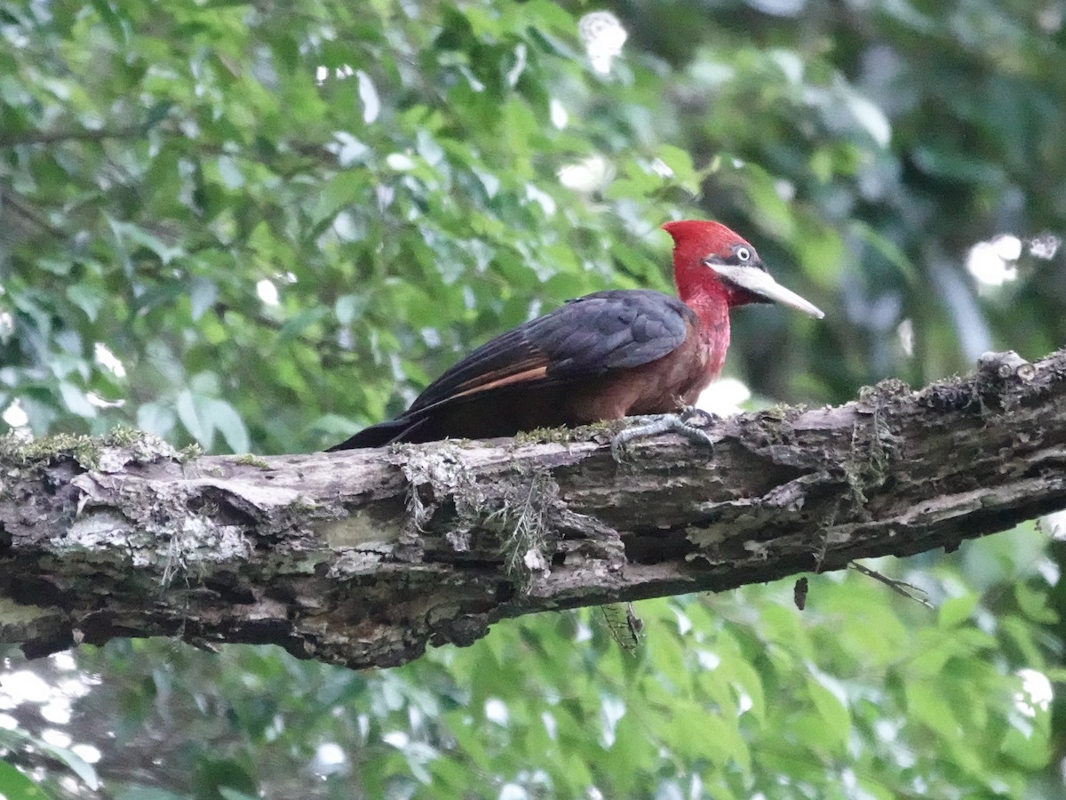 Red-necked Woodpecker - ML646558062