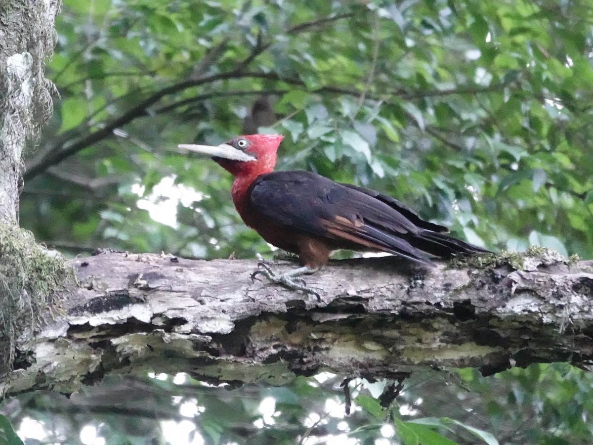 Red-necked Woodpecker - ML646558063