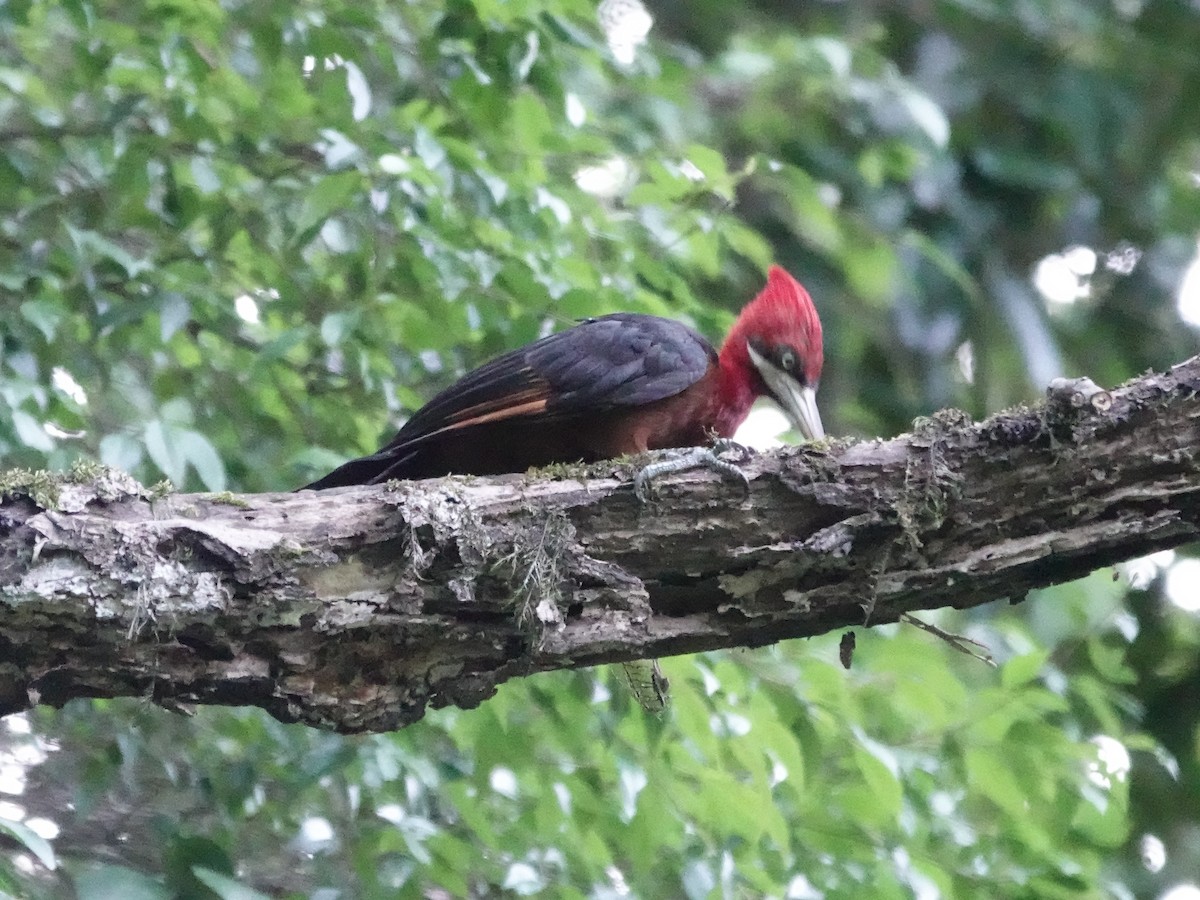 Red-necked Woodpecker - ML646558064