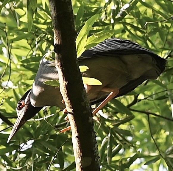 Yellow-crowned Night Heron - ML646558065