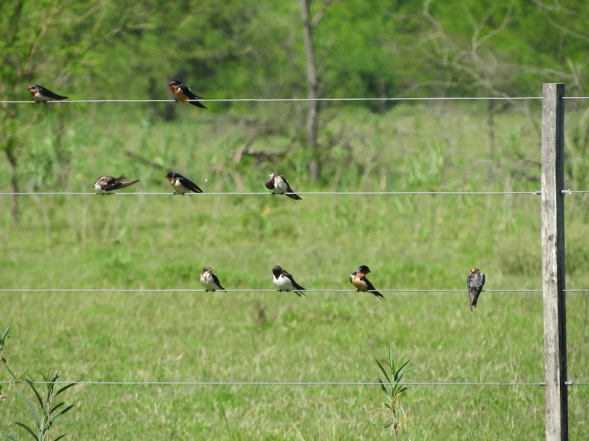 Cliff Swallow - ML646558066