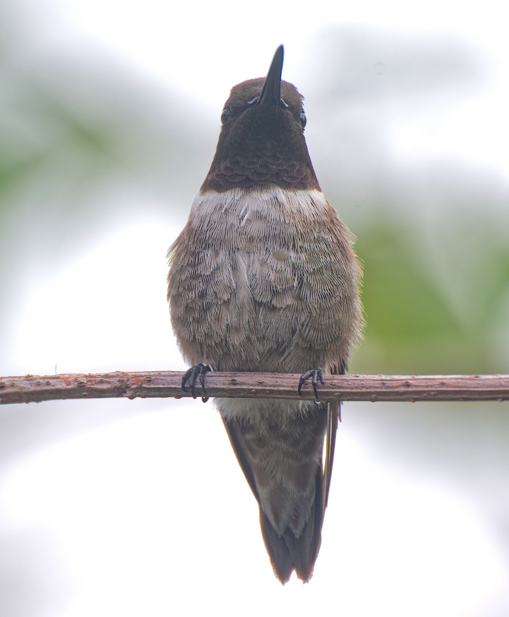 ノドグロハチドリ - ML646558067