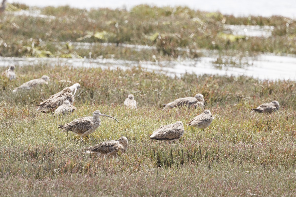 Long-billed Curlew - ML646558070