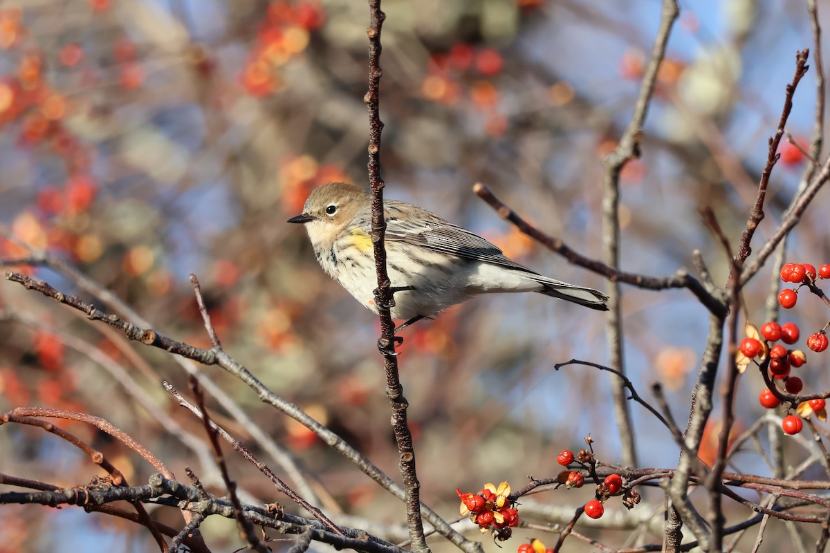 סבכון הכתר - ML646558071