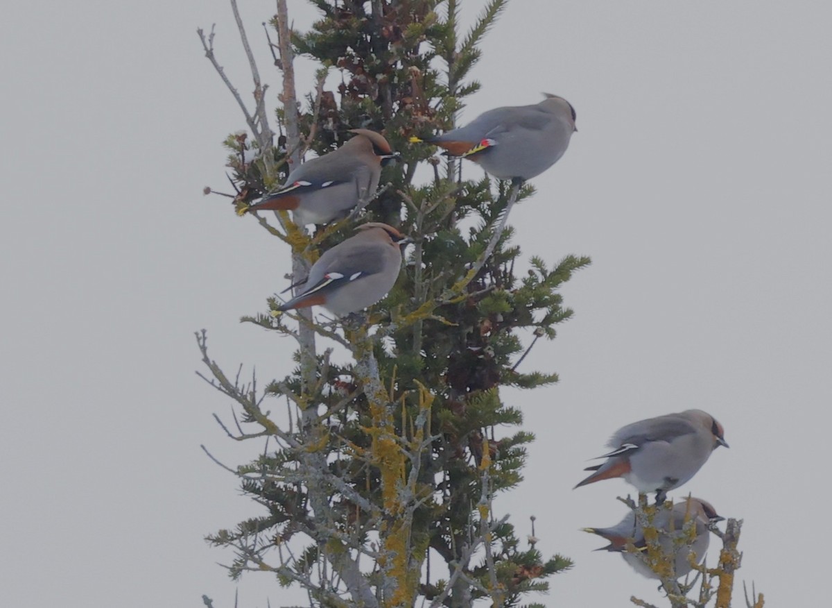 Bohemian Waxwing - ML646558075