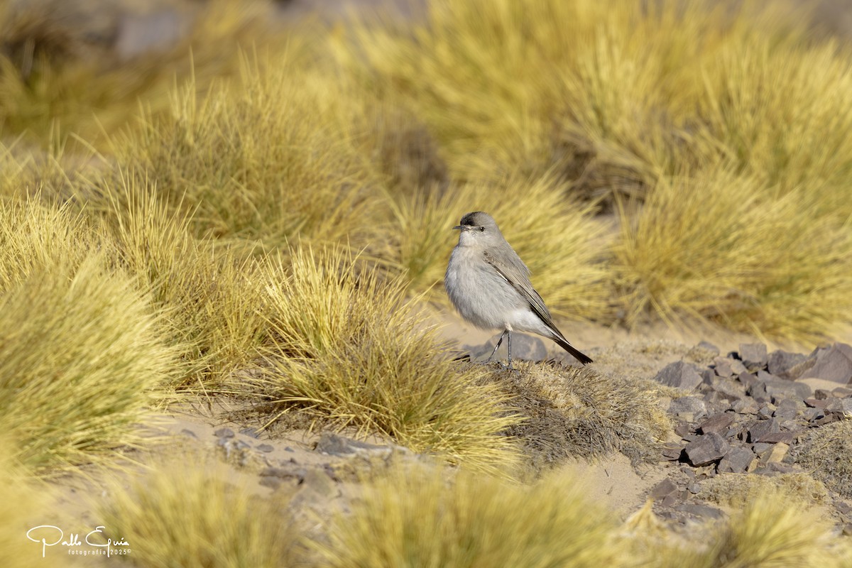 Black-fronted Ground-Tyrant - ML646558076