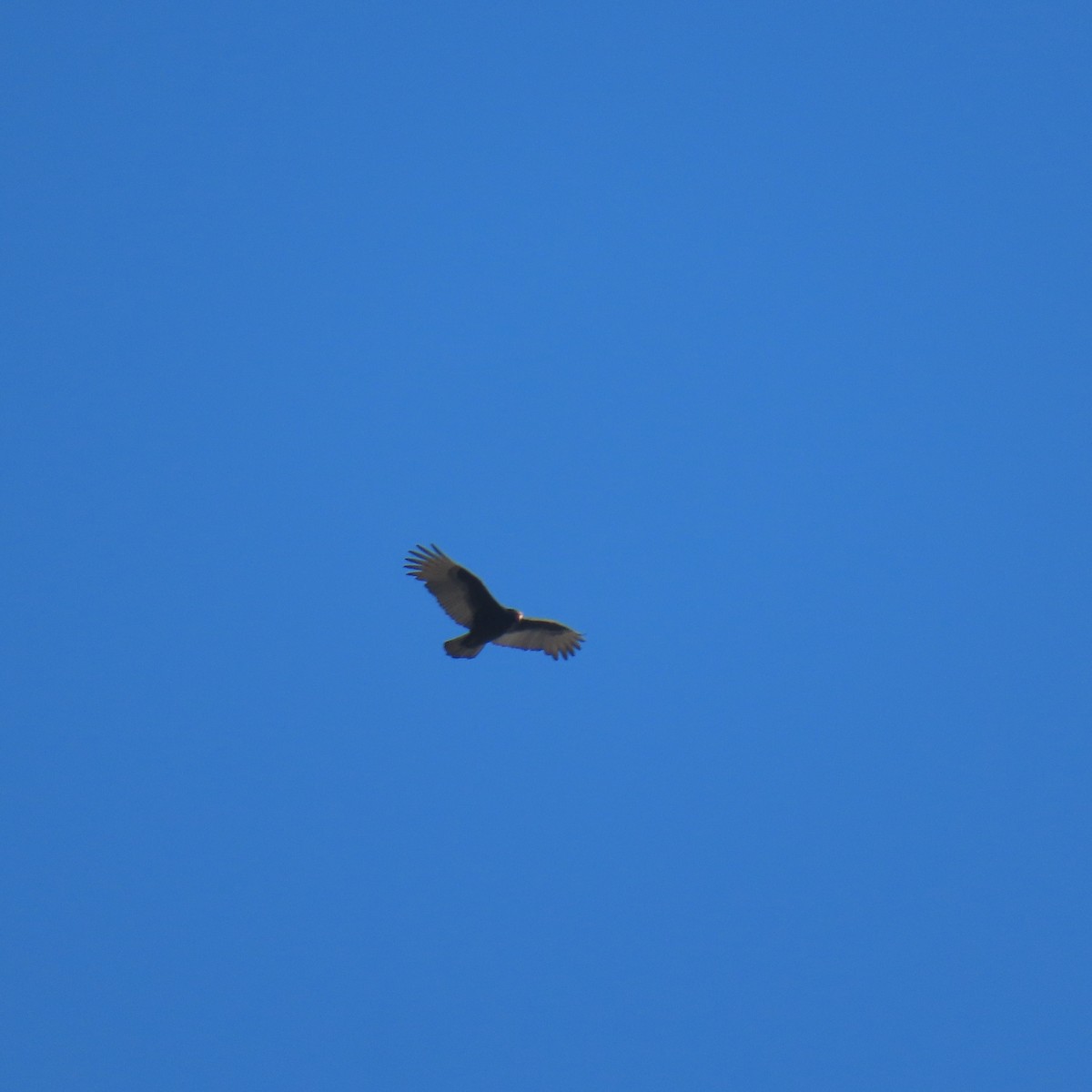 Turkey Vulture - ML646558077