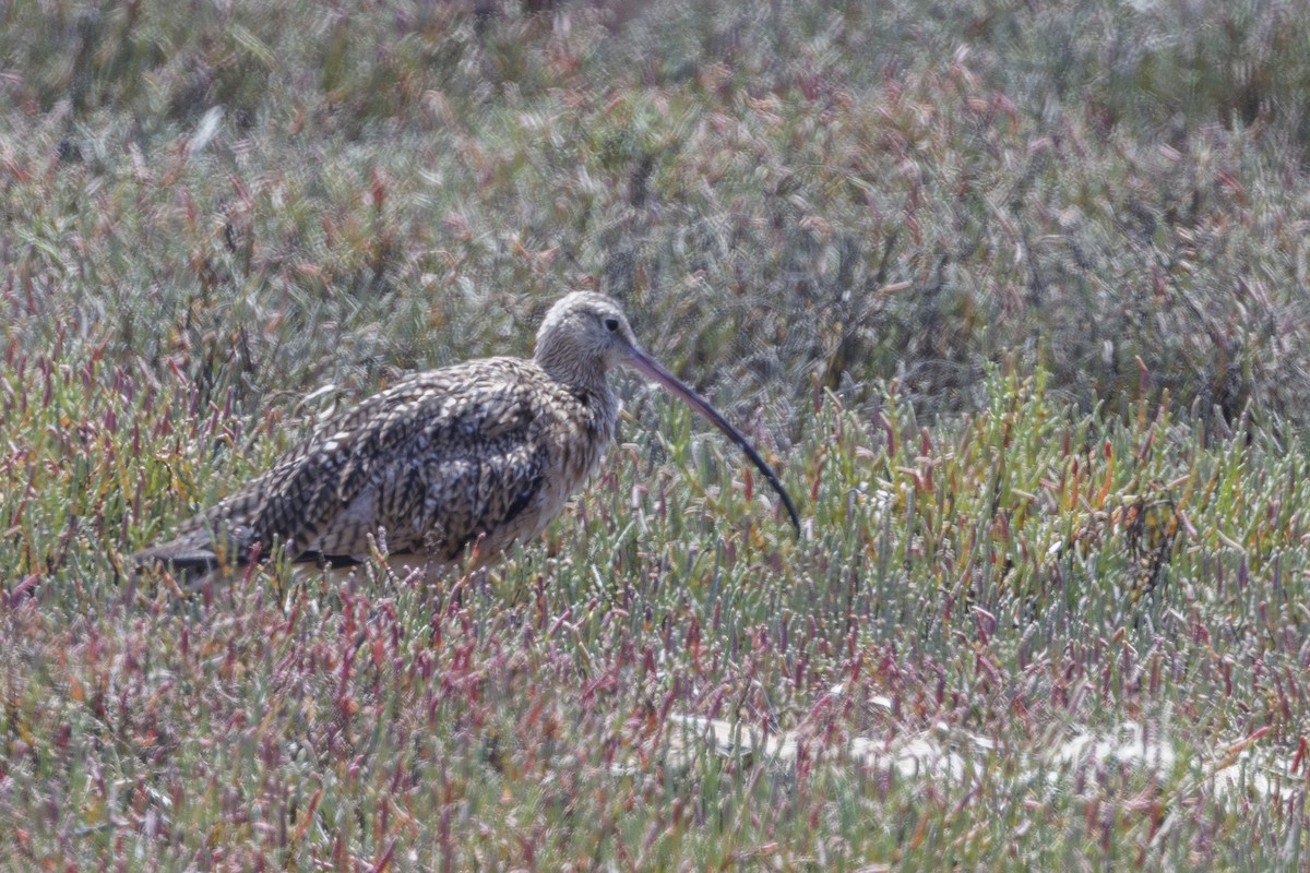 Long-billed Curlew - ML646558078