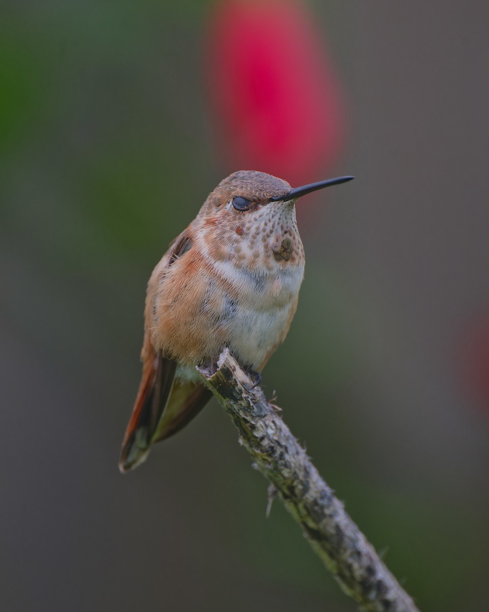 アカフトオハチドリ - ML646558079