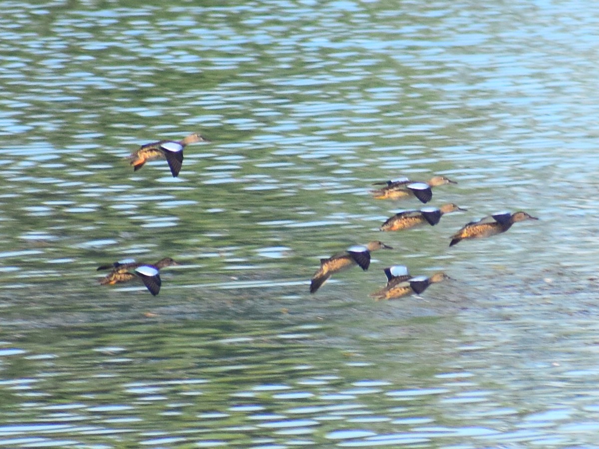 Чирянка блакитнокрила - ML646558080