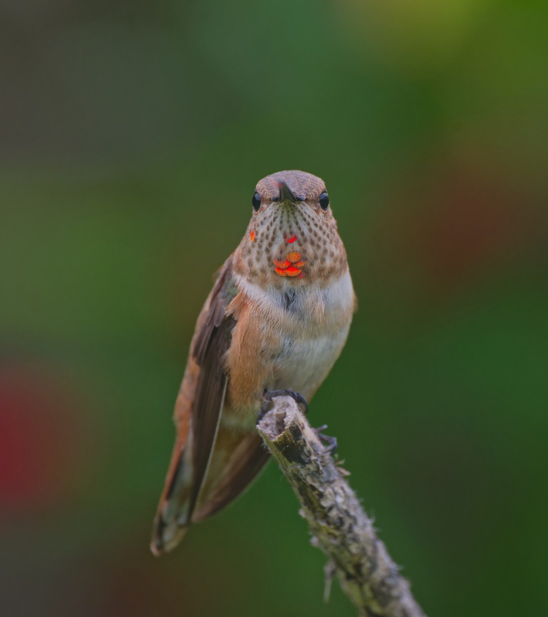 アカフトオハチドリ - ML646558081