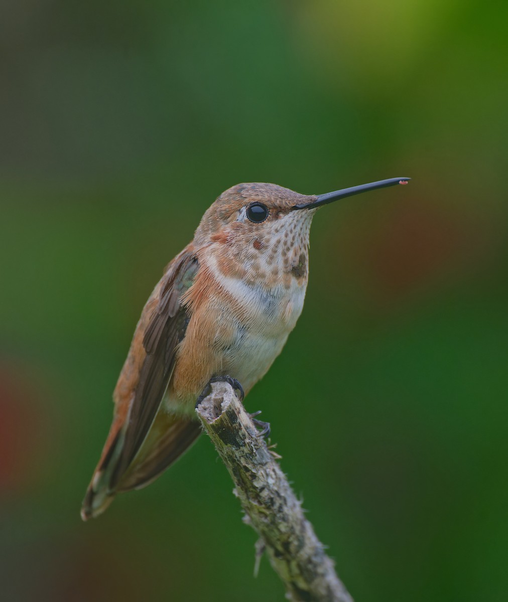 アカフトオハチドリ - ML646558082