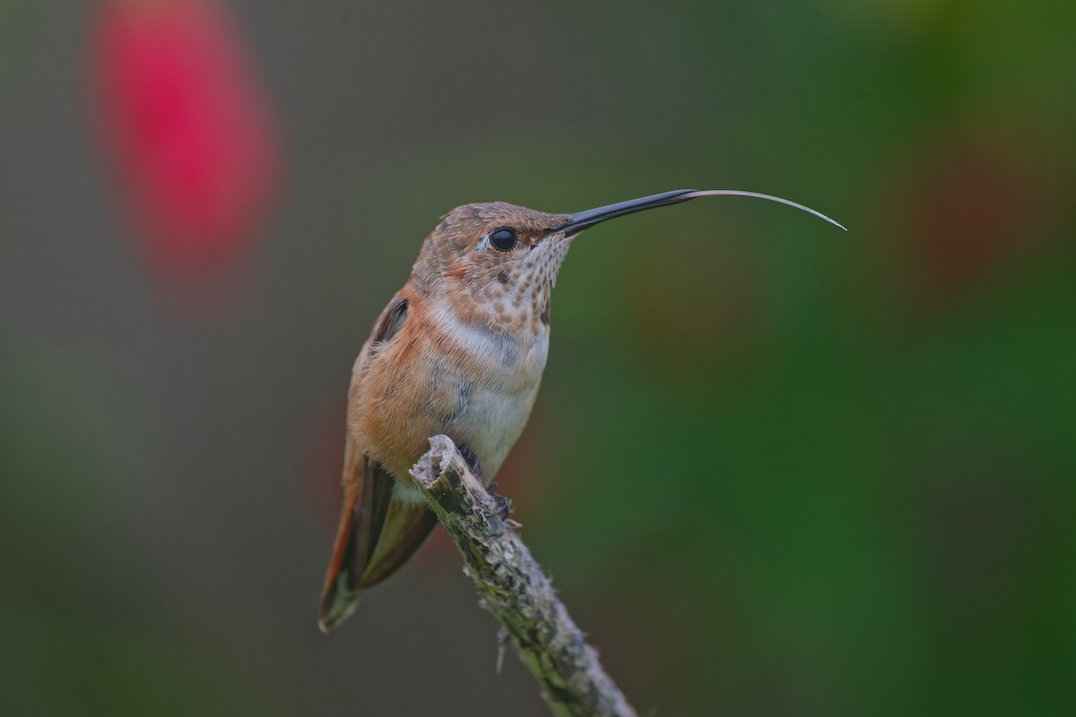 Rufous Hummingbird - ML646558083