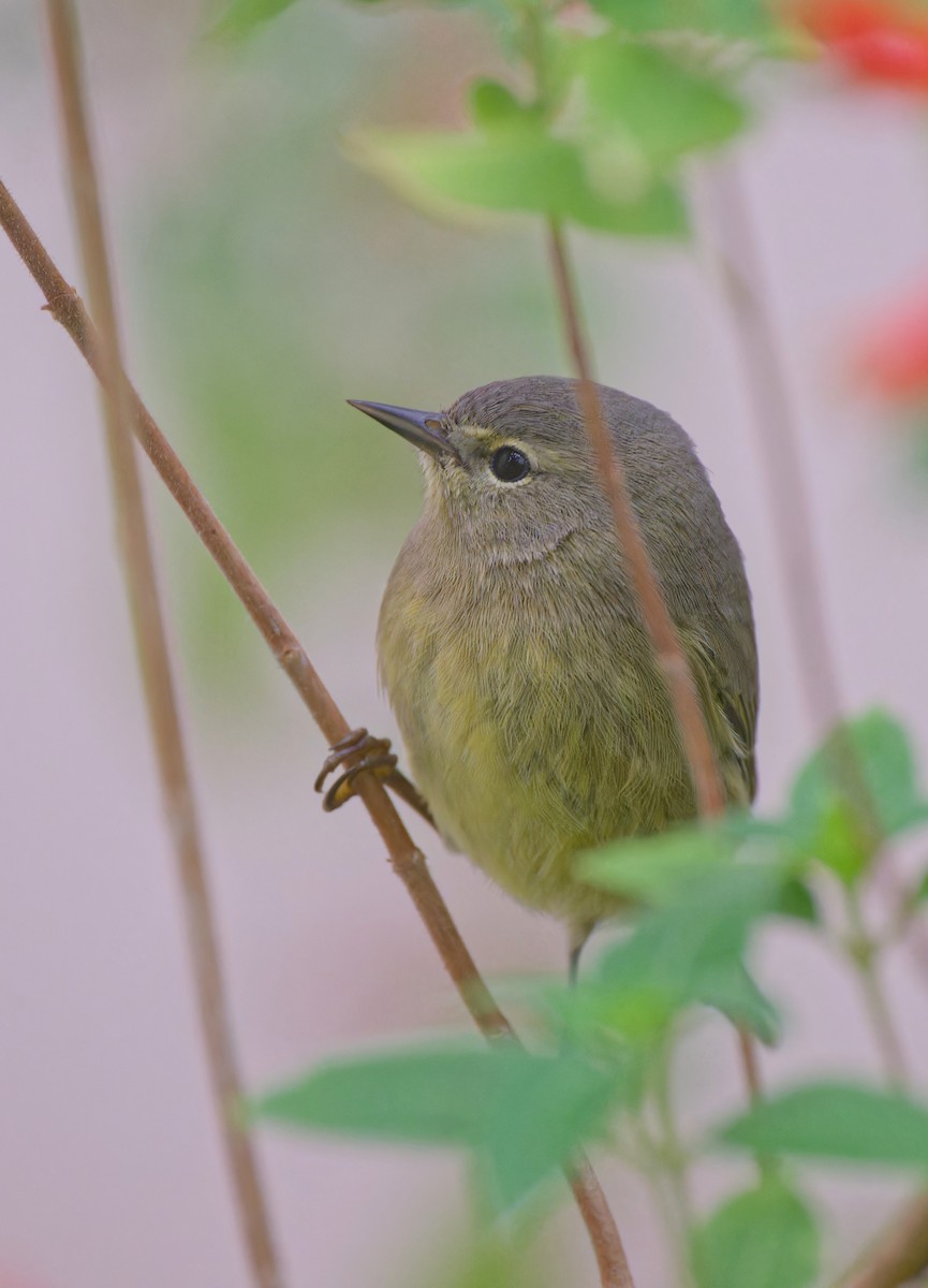 Turuncu Taçlı Ötleğen - ML646558084