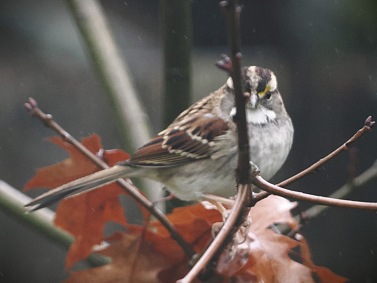 White-throated Sparrow - ML646558095